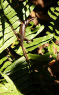 Image of Seychelles skink