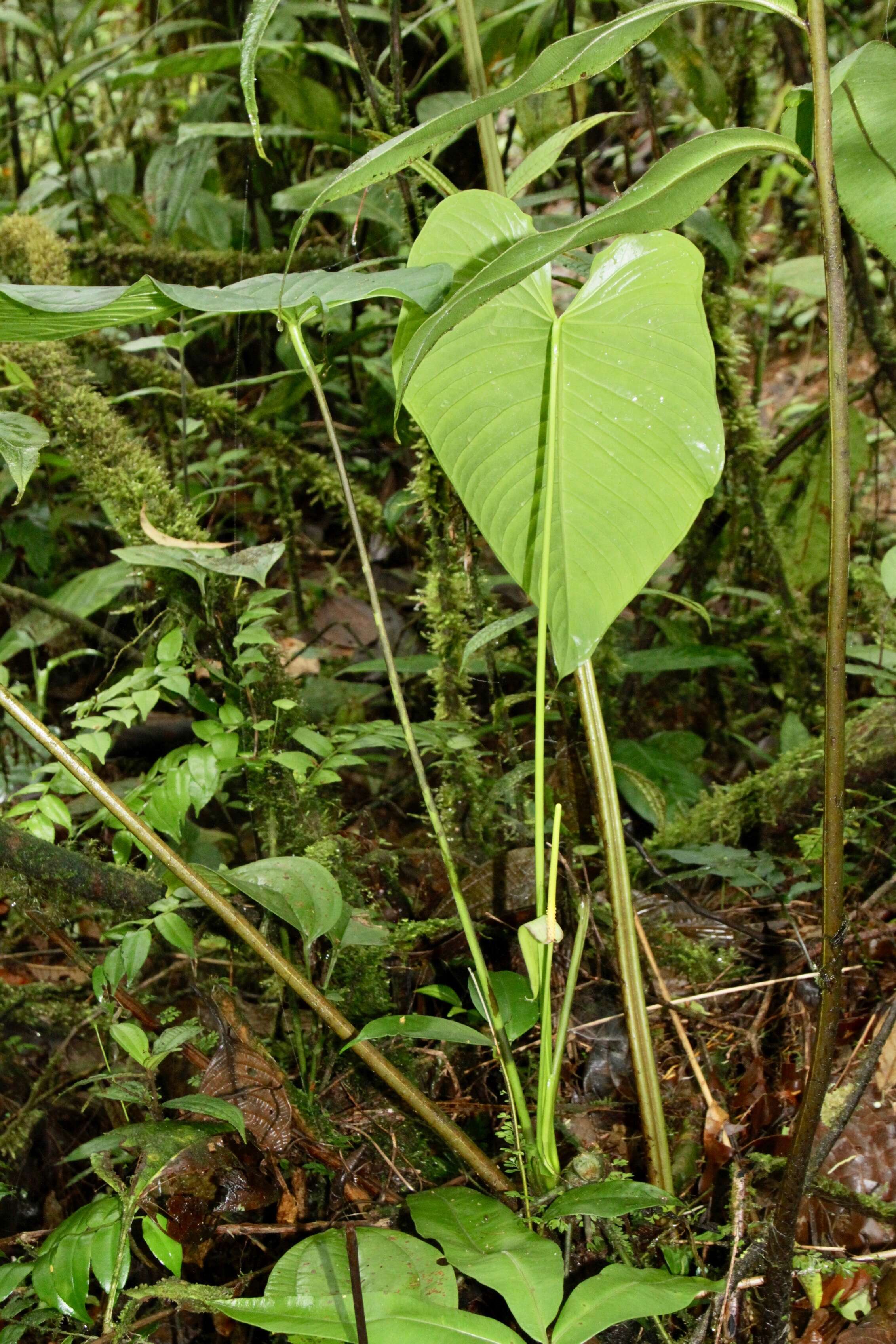 Sivun Anthurium coloradense Croat kuva