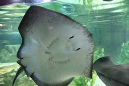 Image of Pitted Stingray