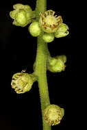 Image of Pleiogynium timoriense