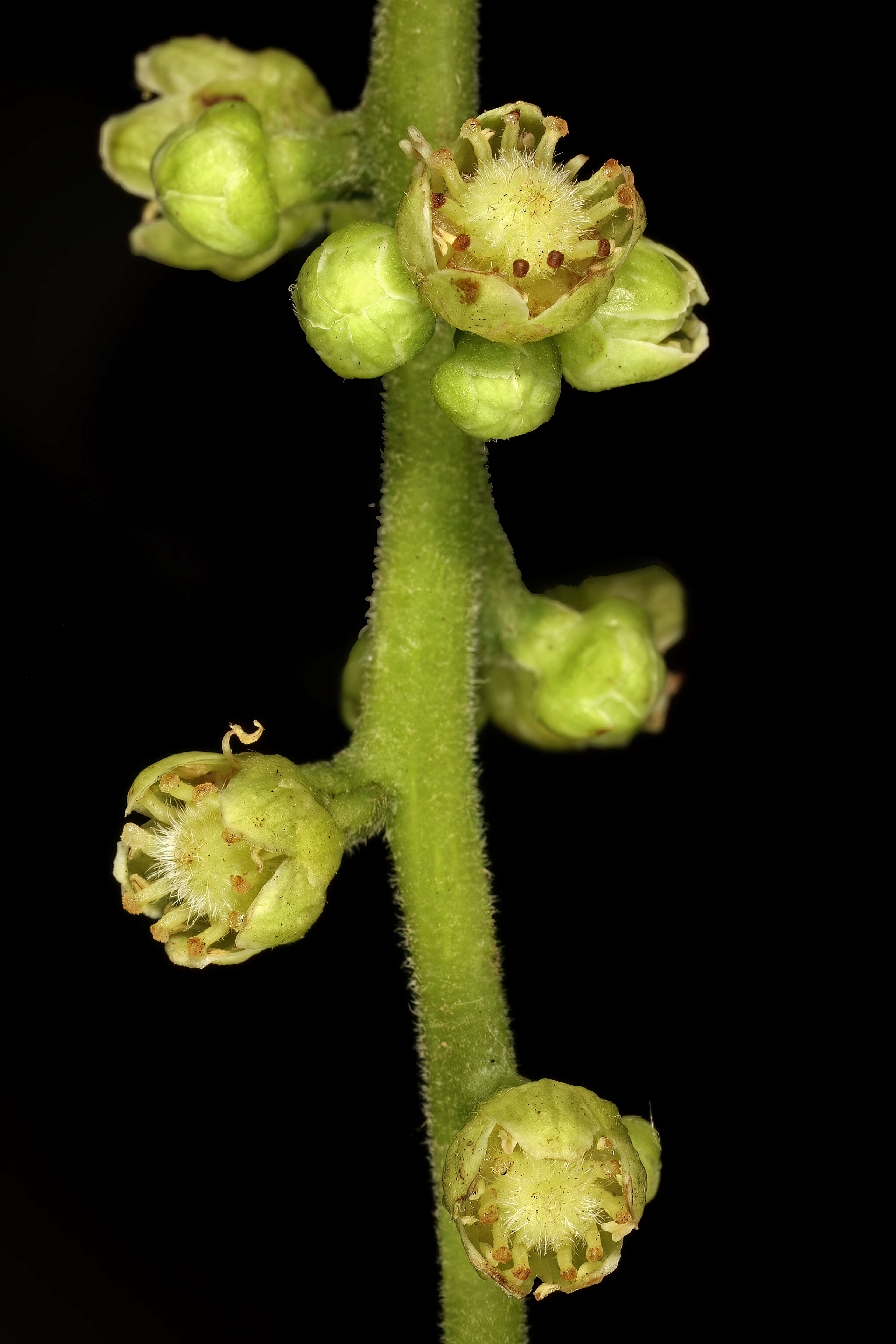 Image of Pleiogynium timoriense