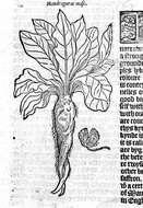 Image of mandrake