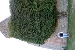 Image of English ivy
