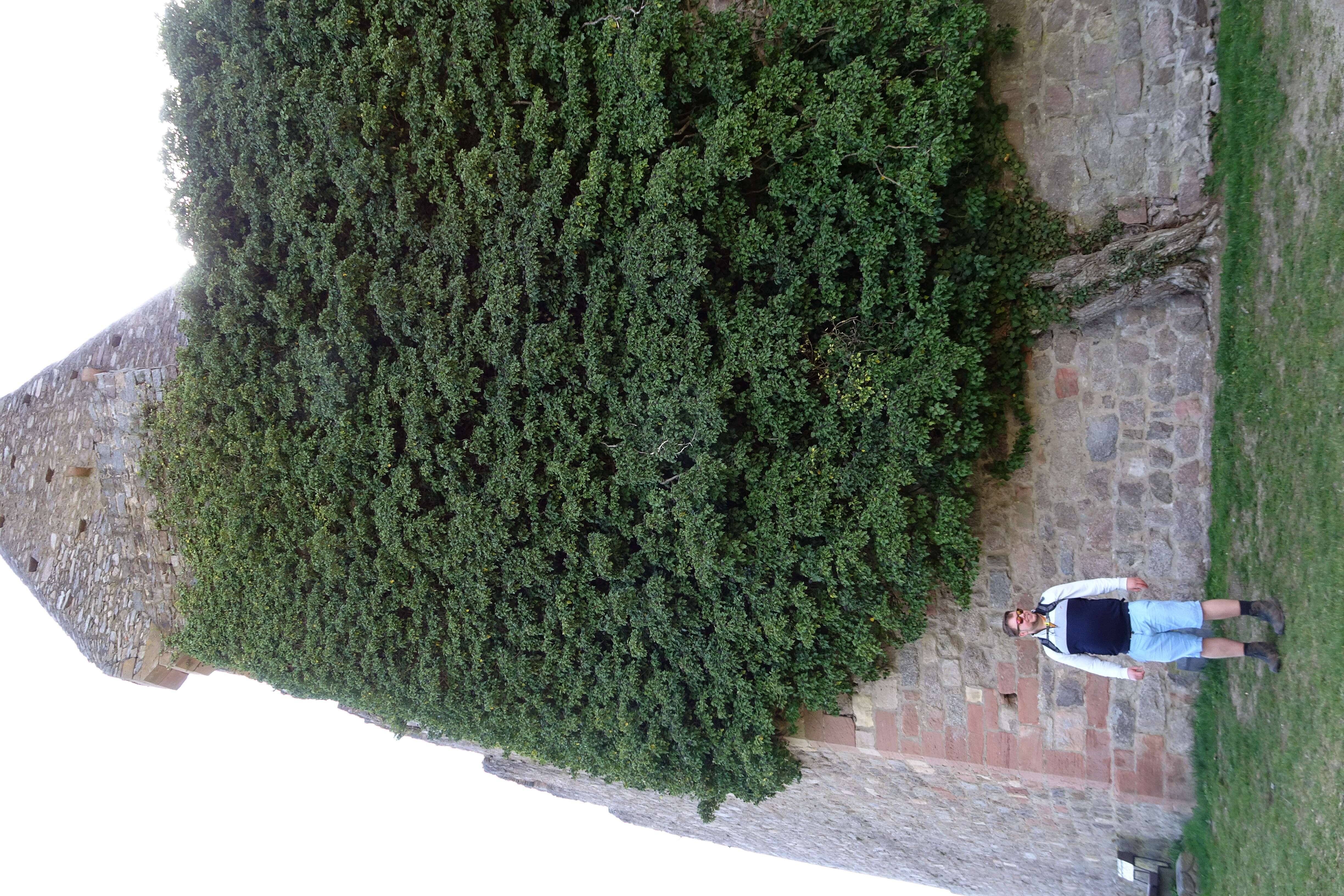 Image of English ivy