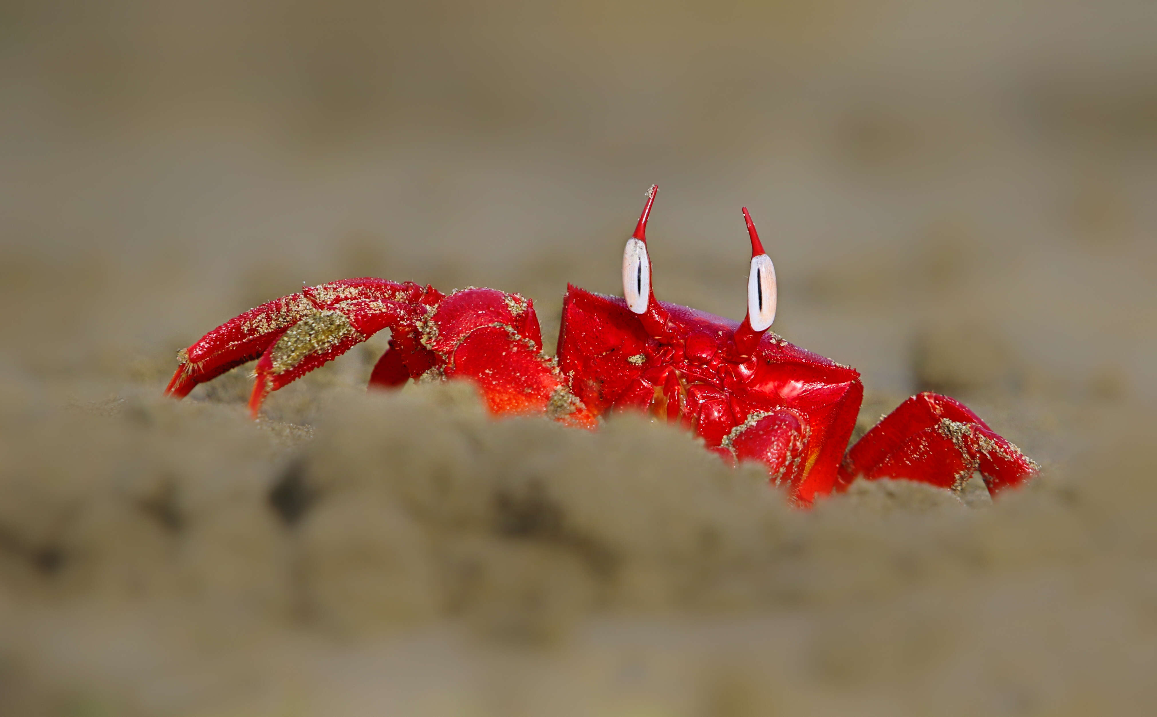 Image of red ghost crab