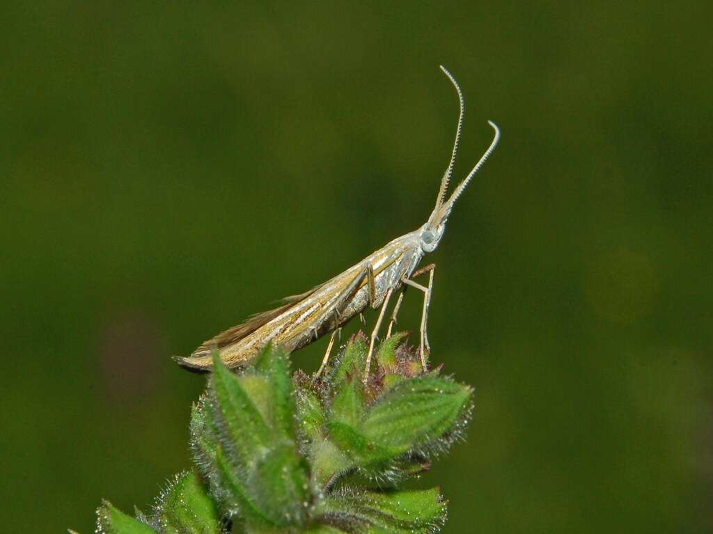 Image of Coleophora ornatipennella Hübner 1796