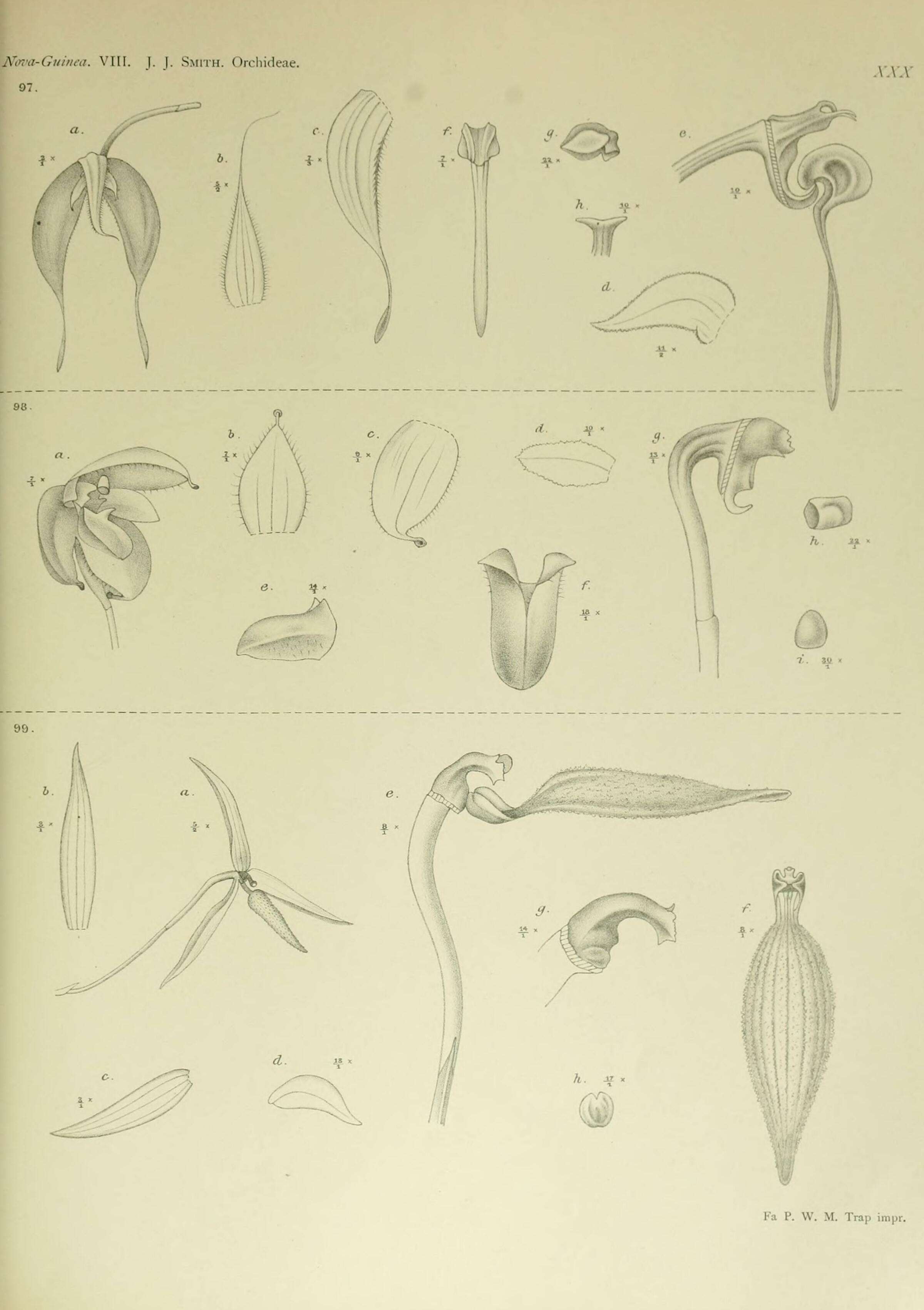 Image of Bulbophyllum nasica Schltr.