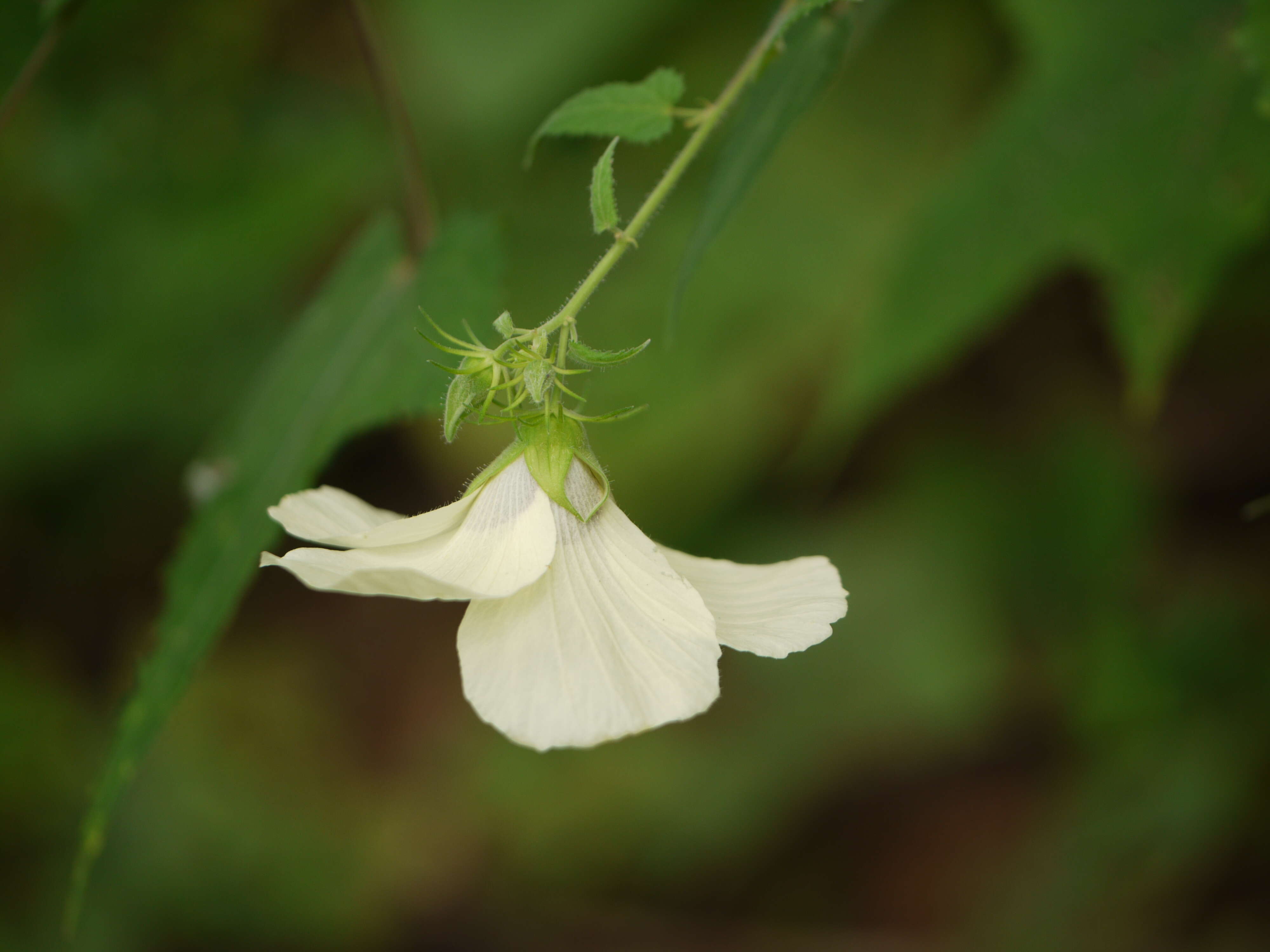 Hibiscus vitifolius L.的圖片