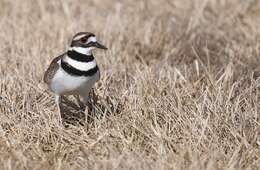 Image of Killdeer