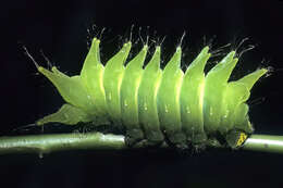 Image of African Luna moth