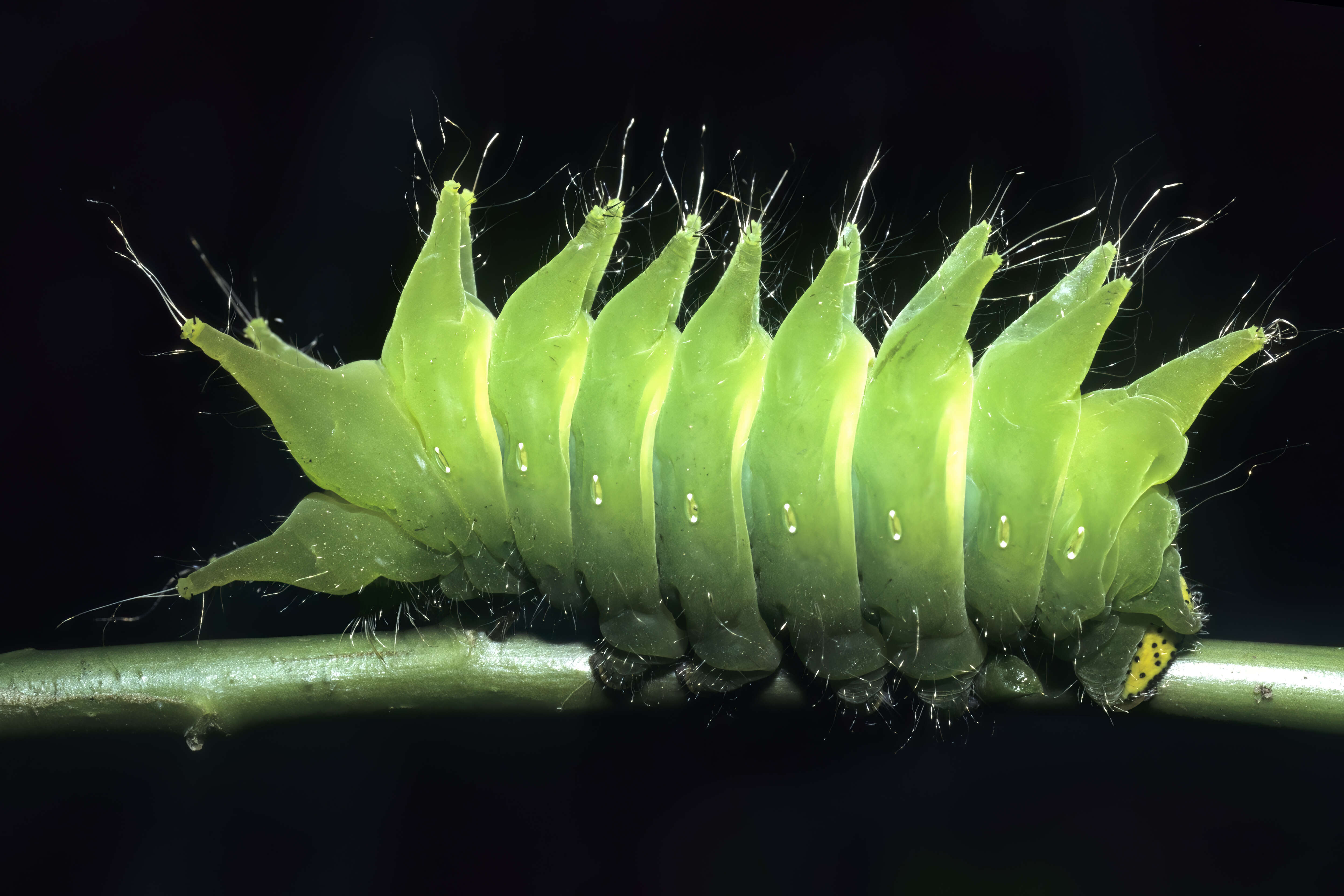 Image of African Luna moth