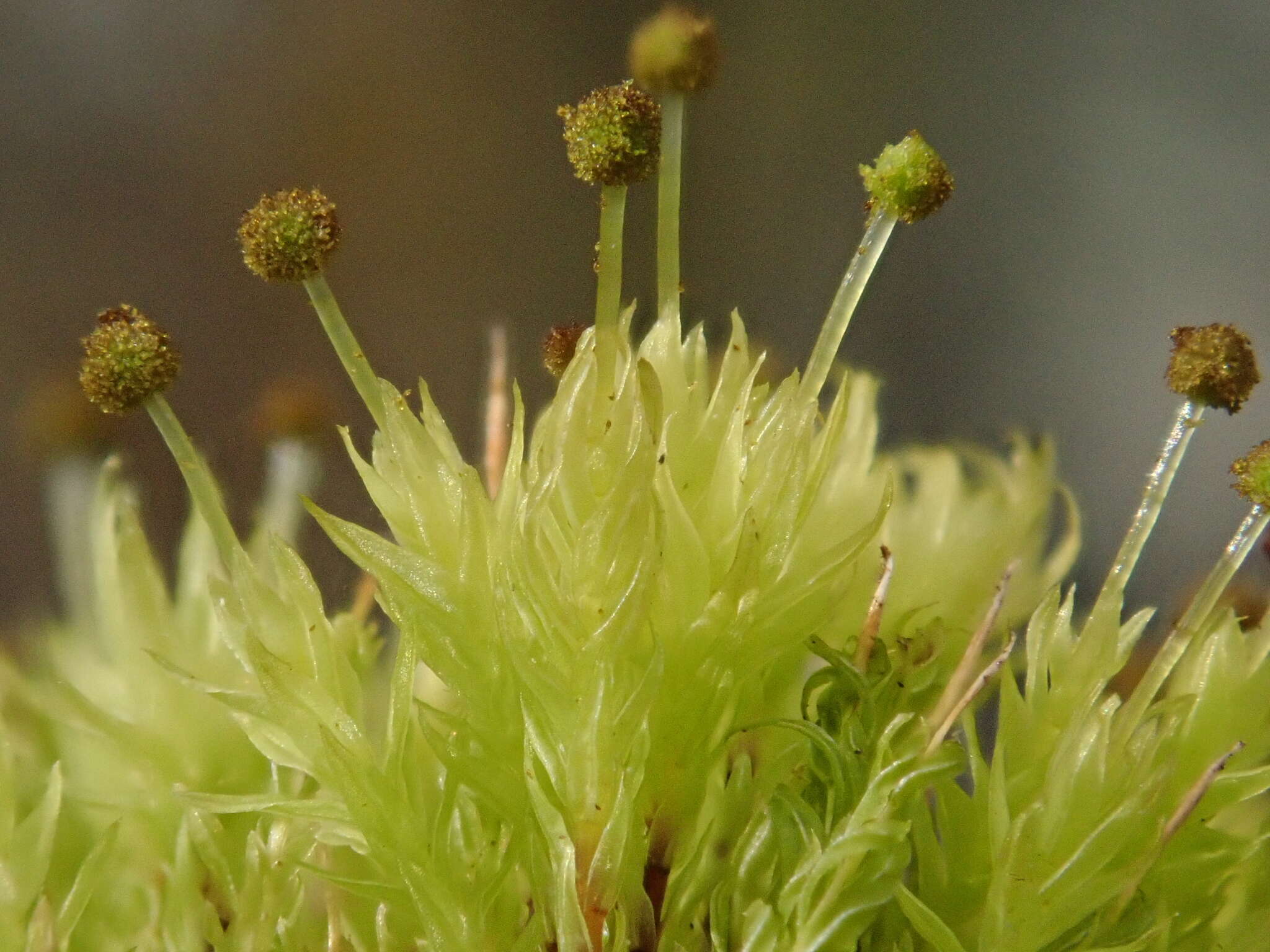 Image of aulacomnium moss