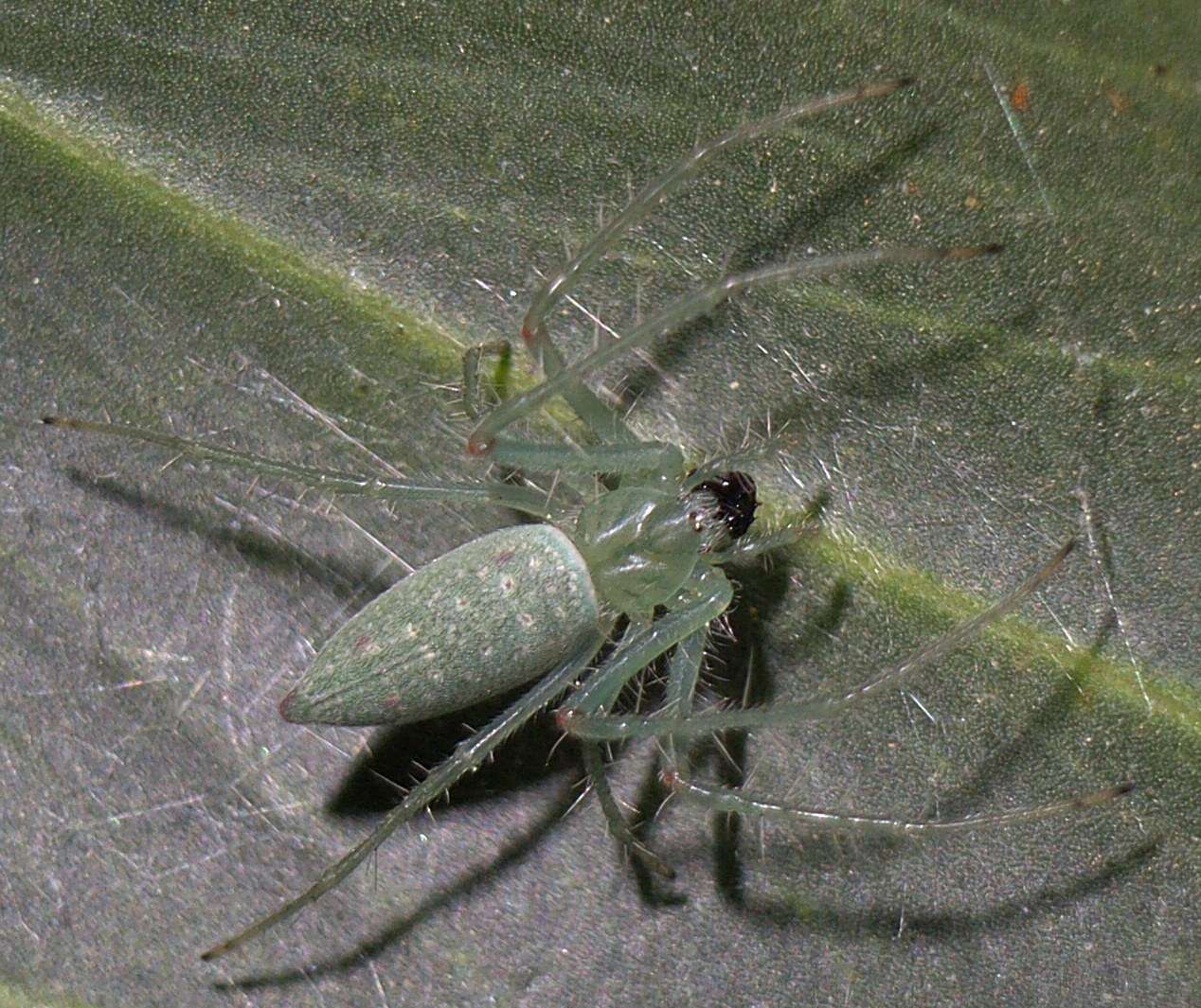 Image of Araneus talipedatus (Keyserling 1887)