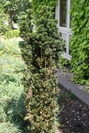 Image of Taxus × media