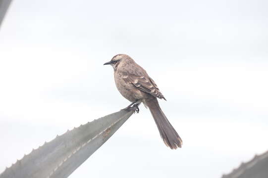 Image of Long-tailed Mockingbird