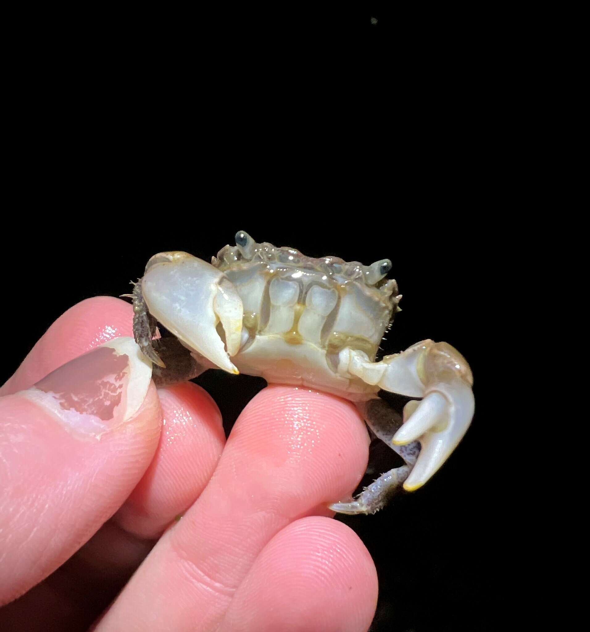 Image of Hemigrapsus oregonensis