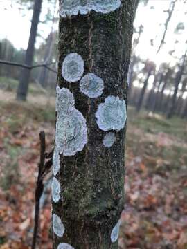 Image of blemished lichen