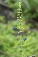 Image of Salvia mexicana L.