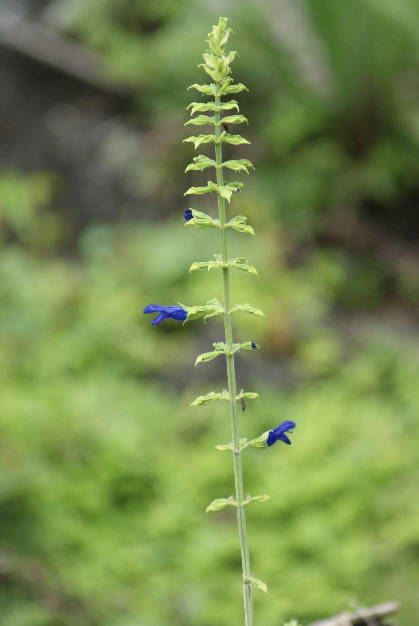 Image of Salvia mexicana L.