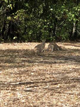 Image of Agile Wallaby