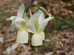 Image of Narcissus cernuus