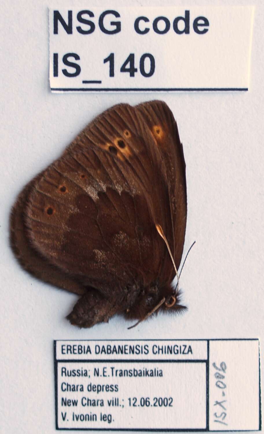 Image of Erebia dabanensis Erschoff 1871