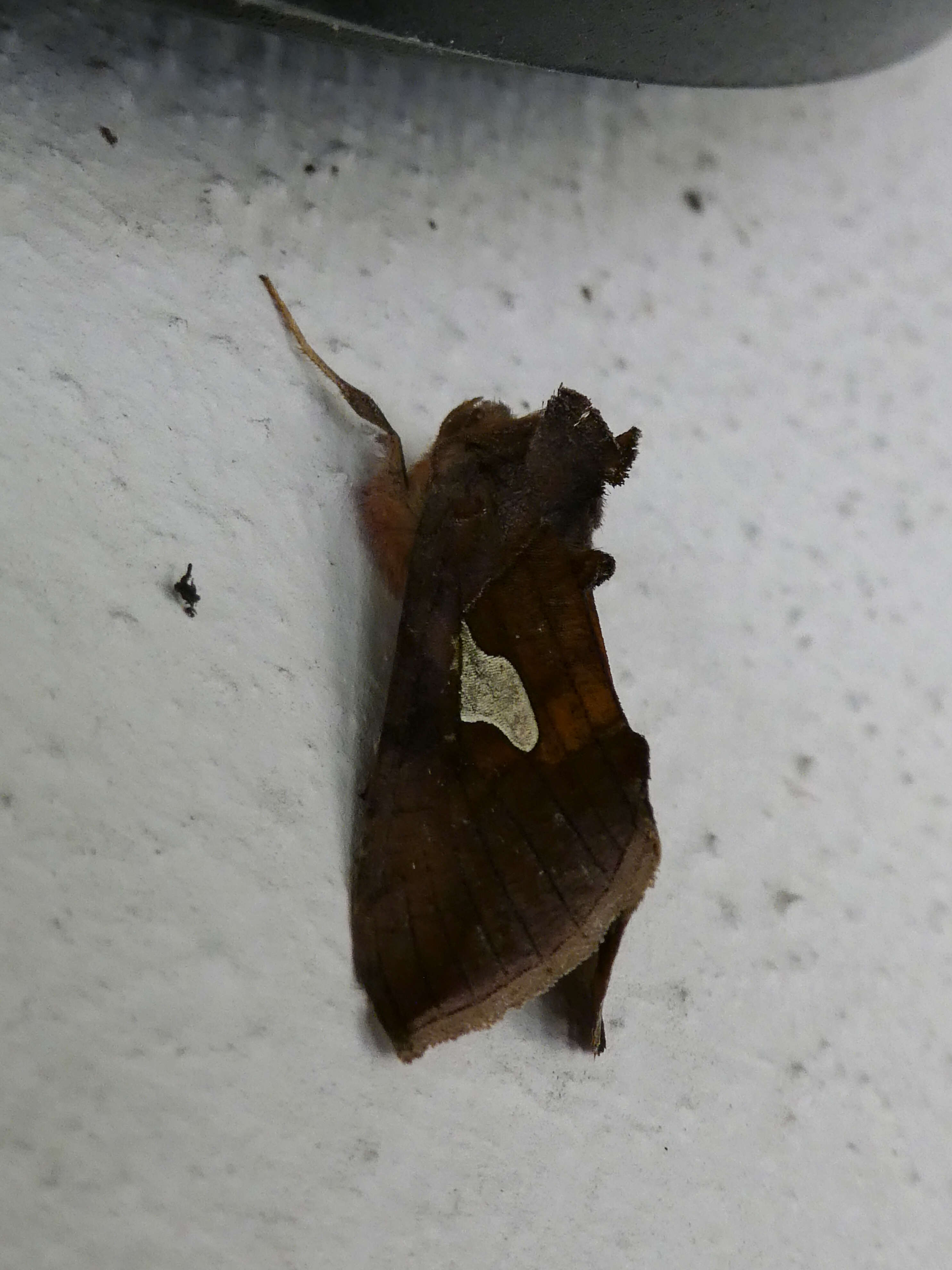 Autographa bractea Schiffermüller 1776 resmi