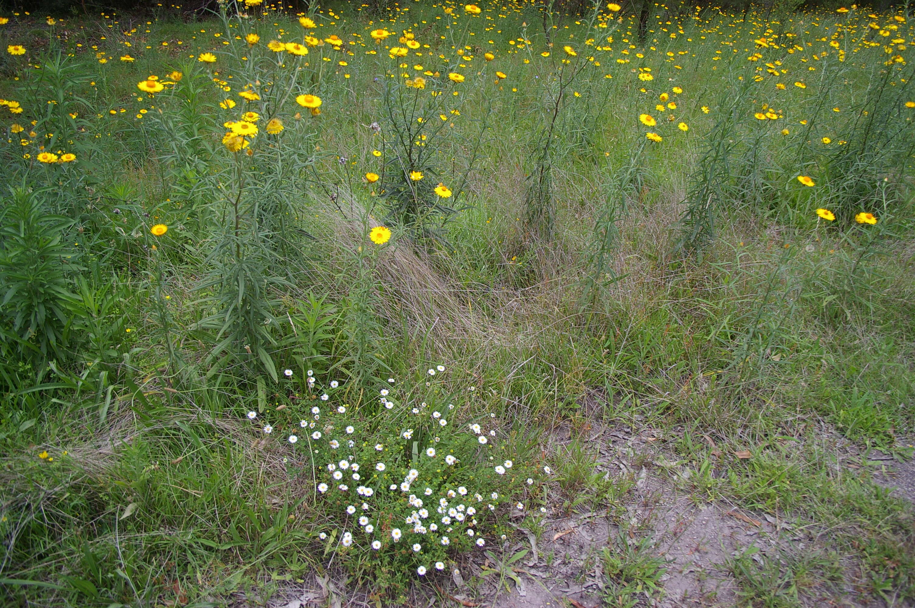 Image of bracted strawflower