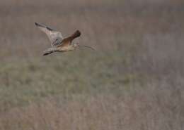 Image of Long-billed Curlew