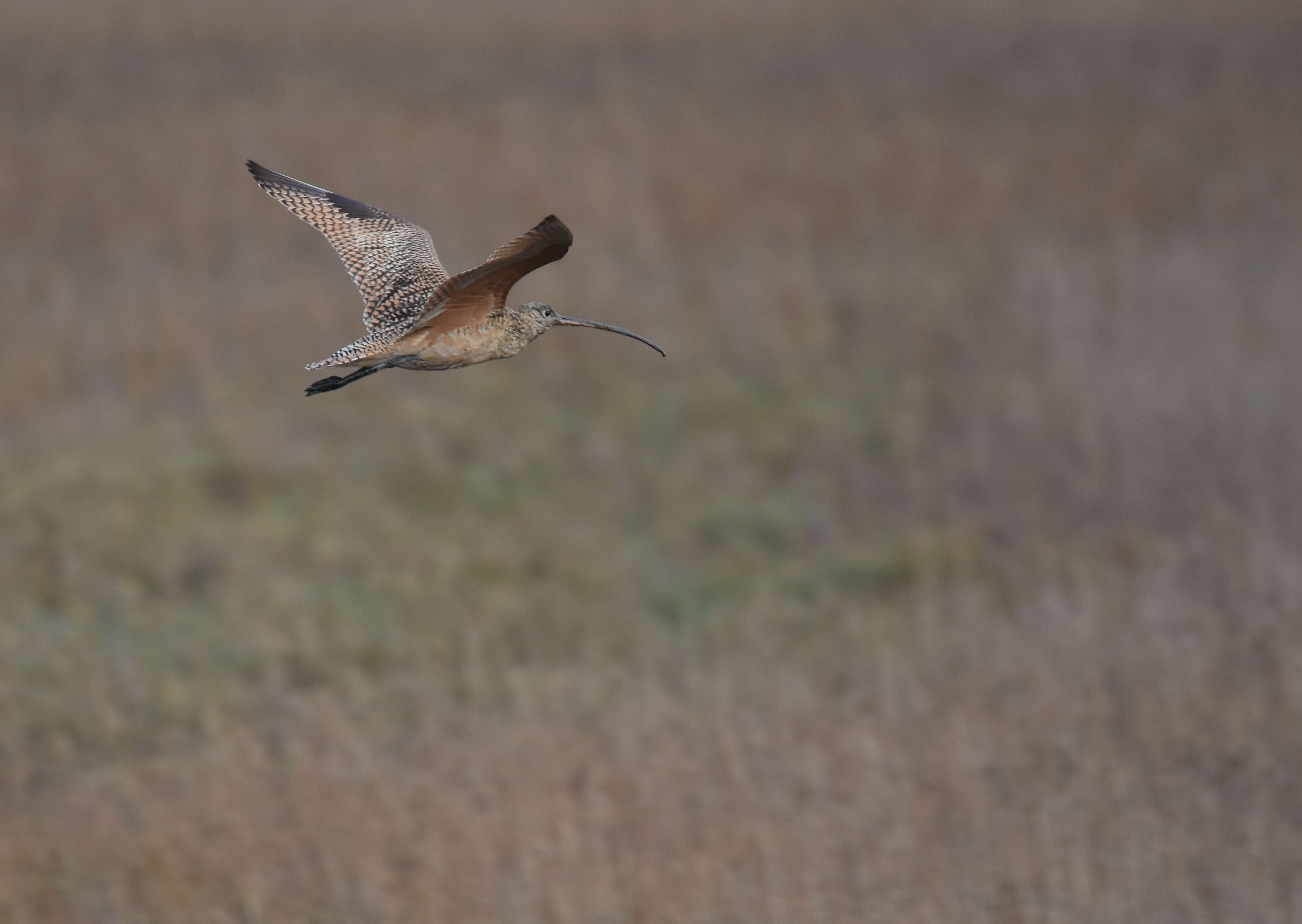 Image of Long-billed Curlew