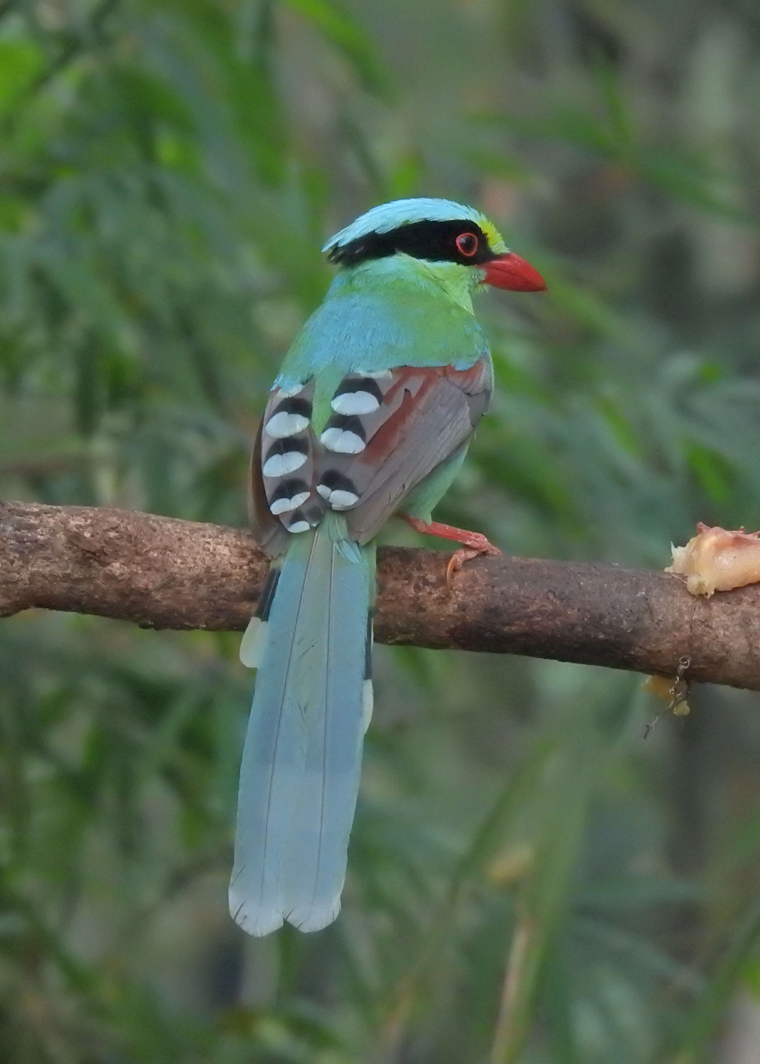 Image of Common Green Magpie