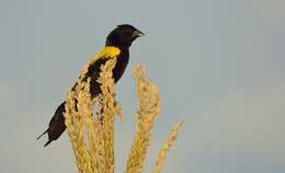 Image of Yellow-mantled Whydah