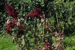 Imagem de Amaranthus caudatus L.