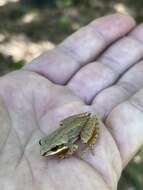 Image of Upland Chorus Frog