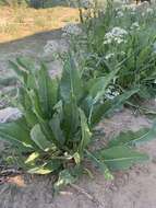 Image of Siberian horseradish