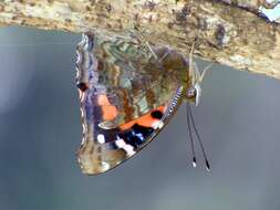 Image of Vanessa tameamea