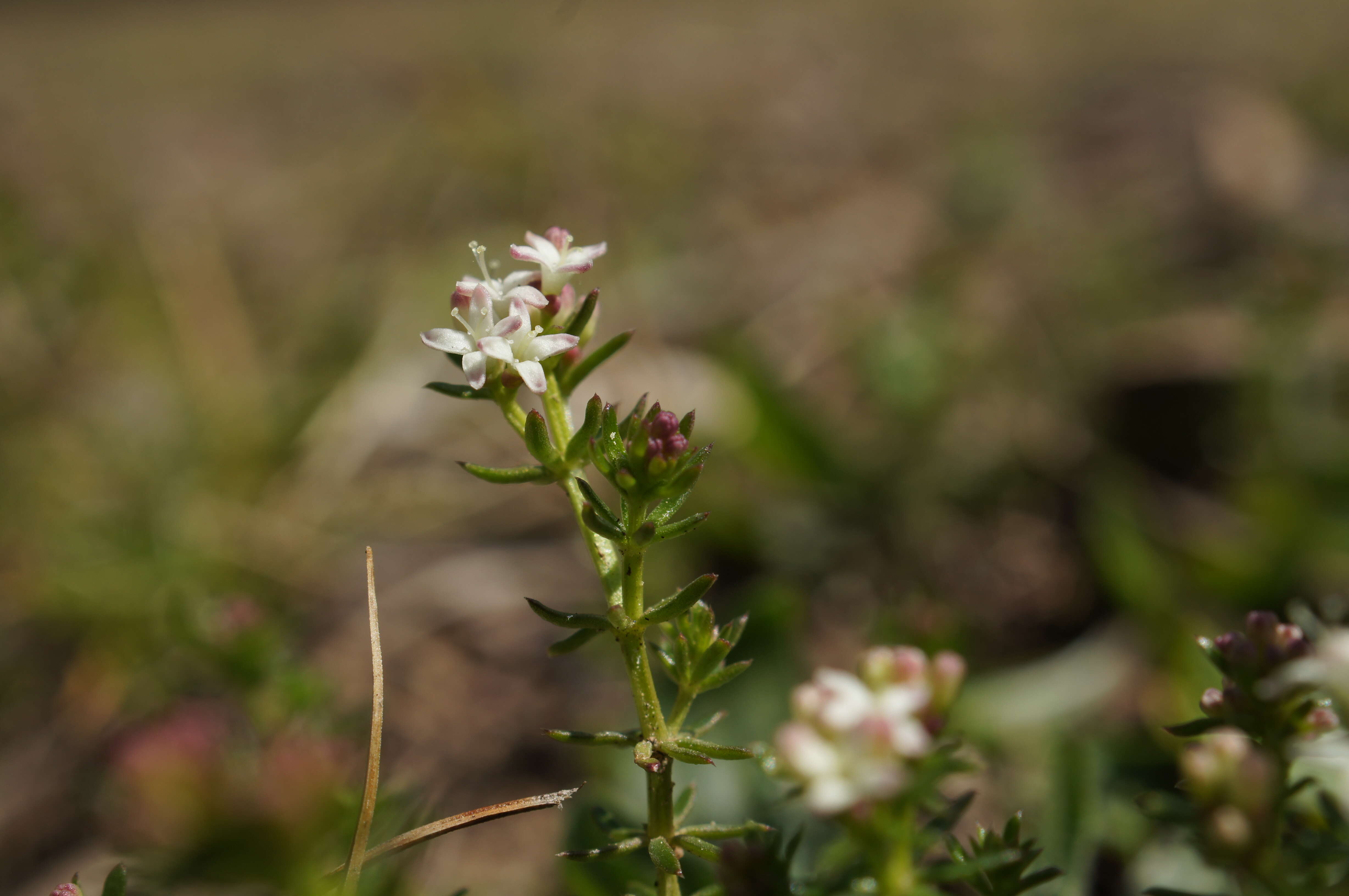 Image of Asperula conferta Hook. fil.