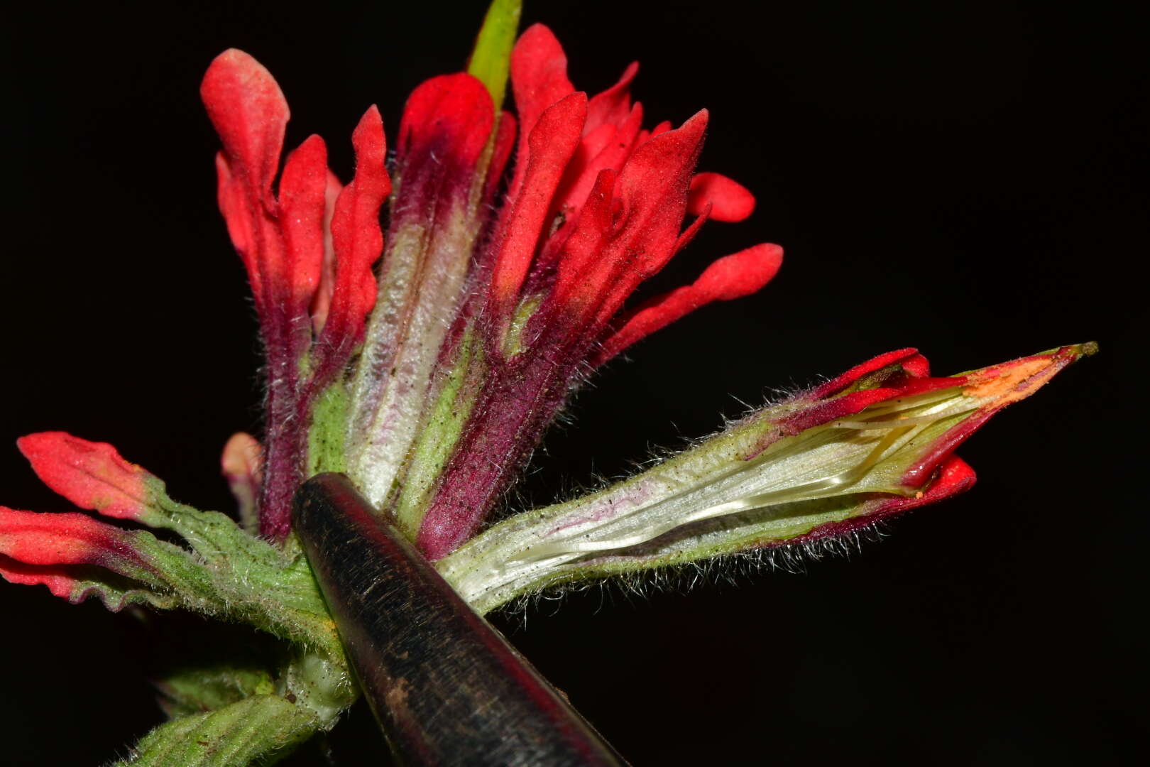 Image of Castilleja bella Standley