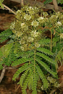 Image of Flat-crown Albizia