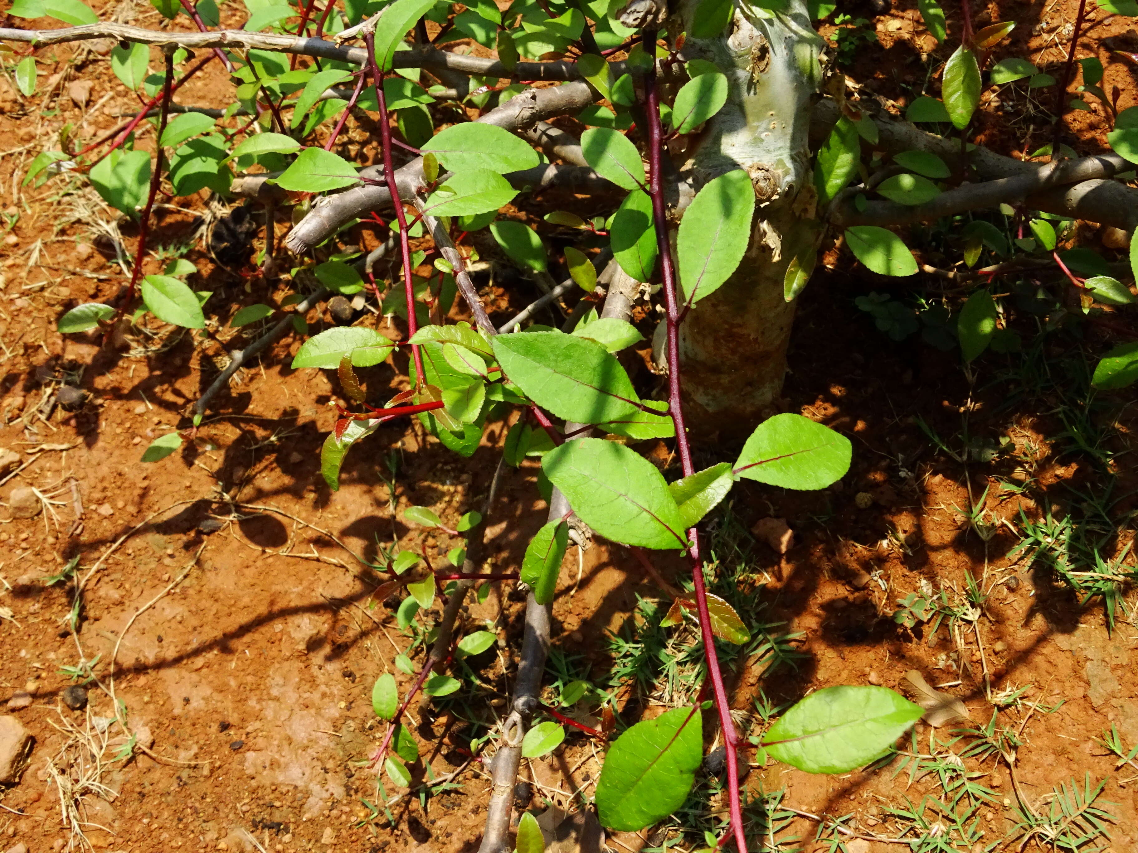 Image of Commiphora grandifolia Engl.