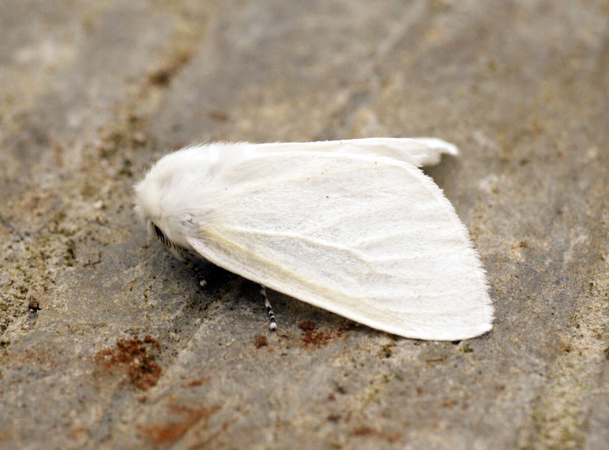 Image of White Satin Moth