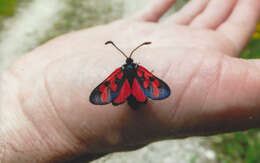 Image of Zygaena oxytropis Boisduval 1828