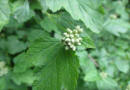 Physocarpus opulifolius (L.) Maxim. resmi