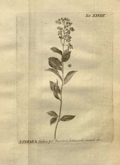 Image of willowleaf meadowsweet