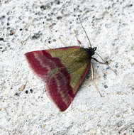 Image of small purple-barred