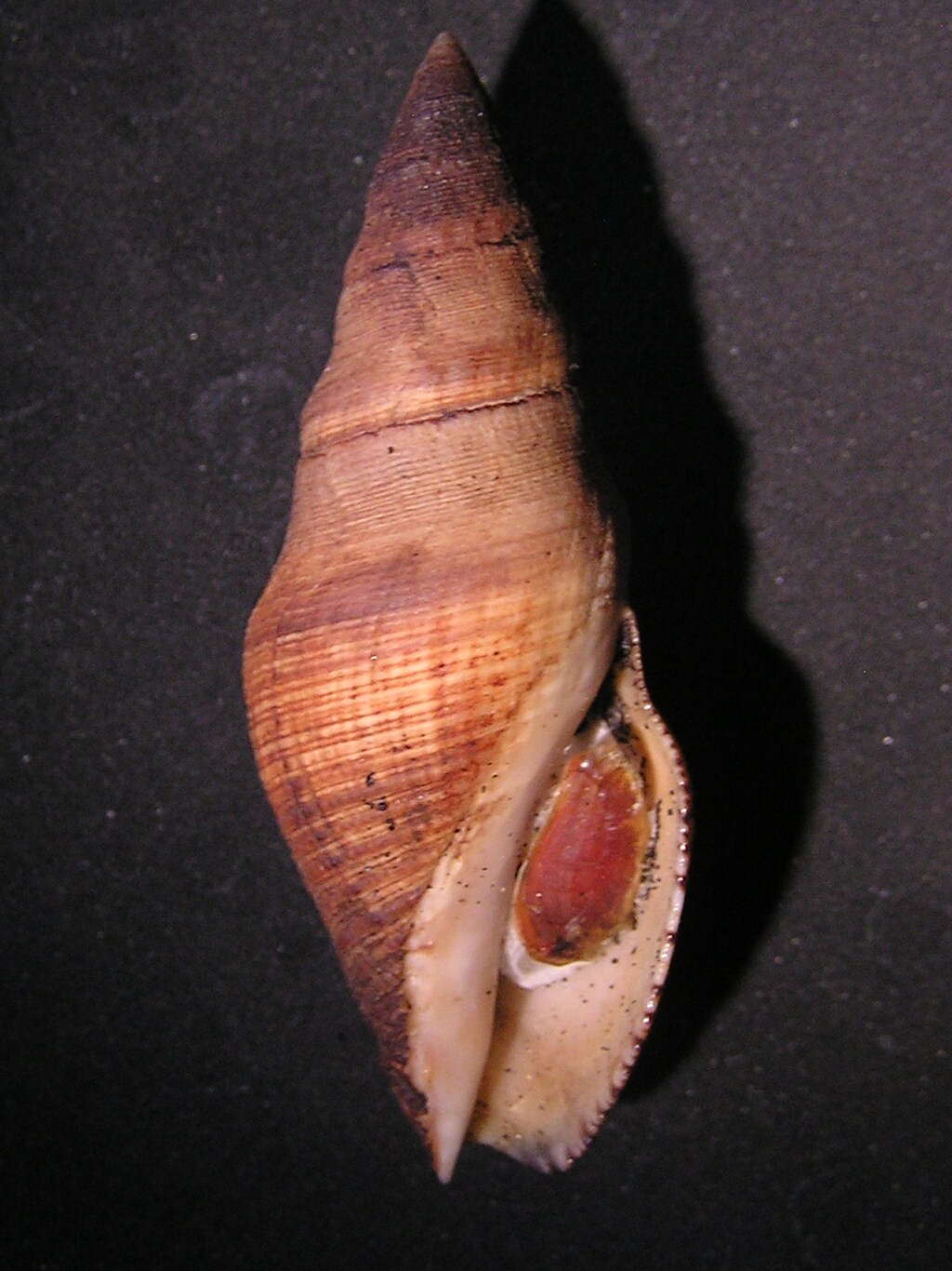 Image de Megasurcula stearnsiana (Raymond 1904)