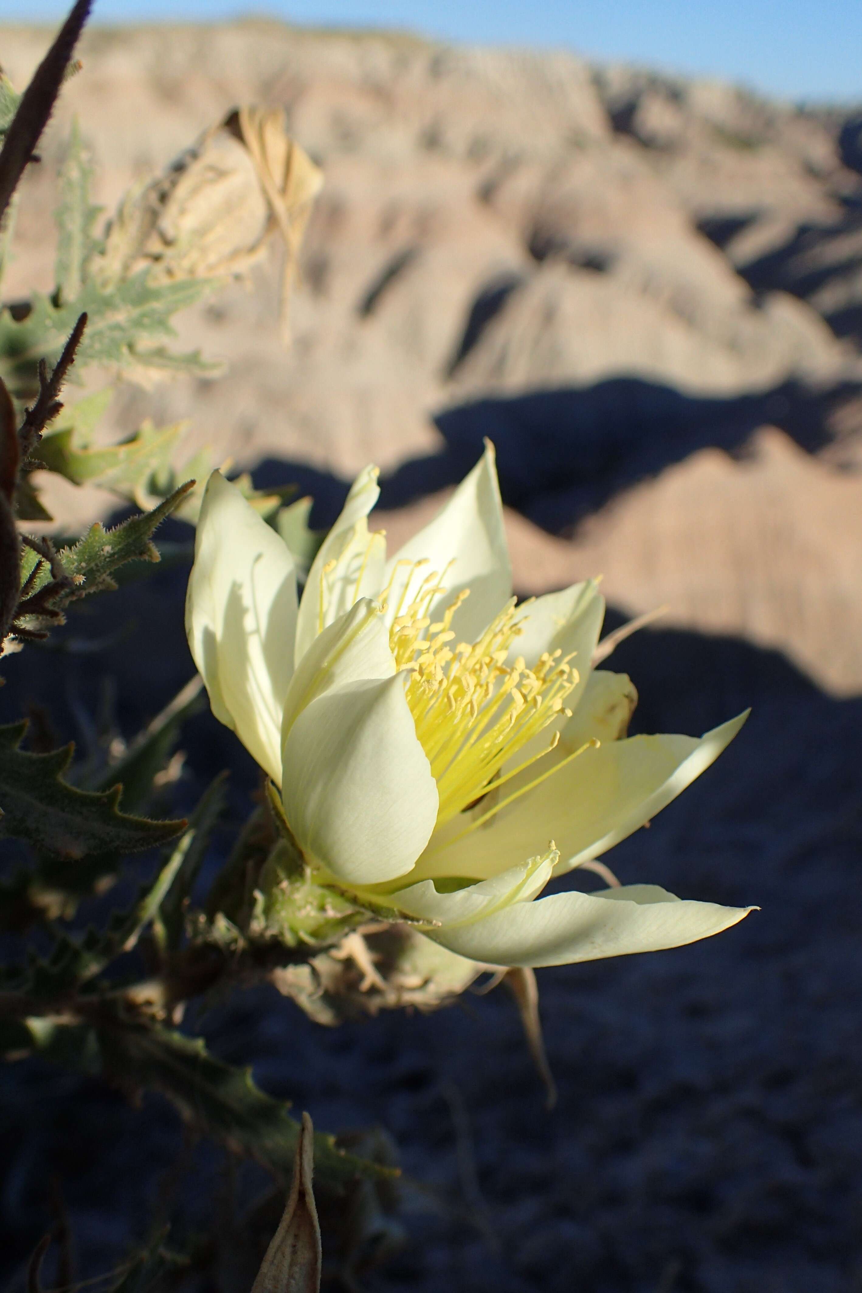 Image of tenpetal blazingstar