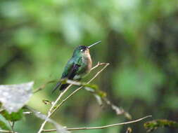 Image of Blue-capped Puffleg