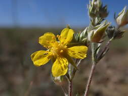 Image of woolly cinquefoil