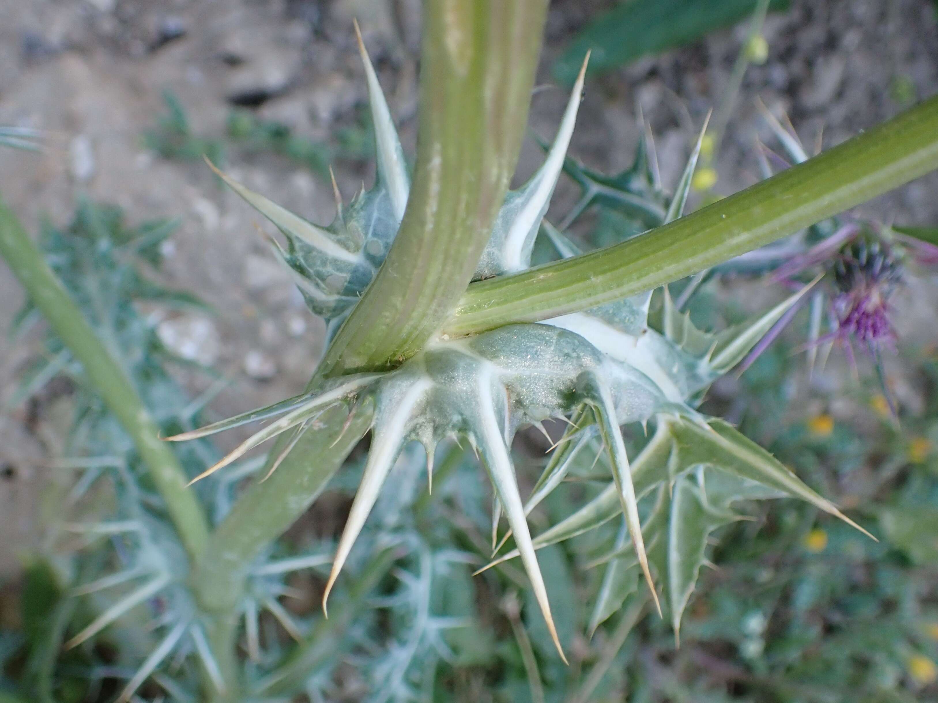 Image of Notobasis syriaca (L.) Cass.